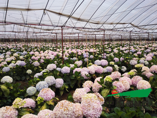 大棚生產的切花繡球花大色艷